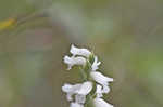 Nodding lady's tresses